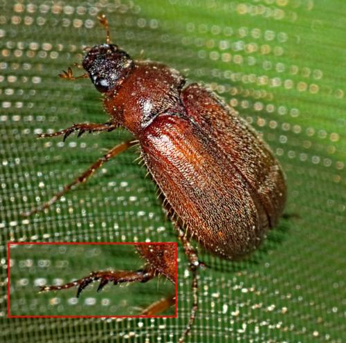 Triodontella sp.